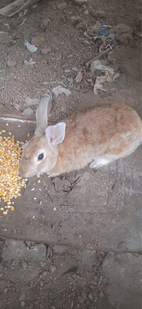 Vende-se coelho 