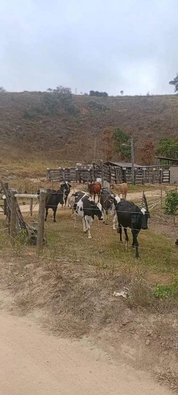 Vacas girolando para cria e leite - Foto 3