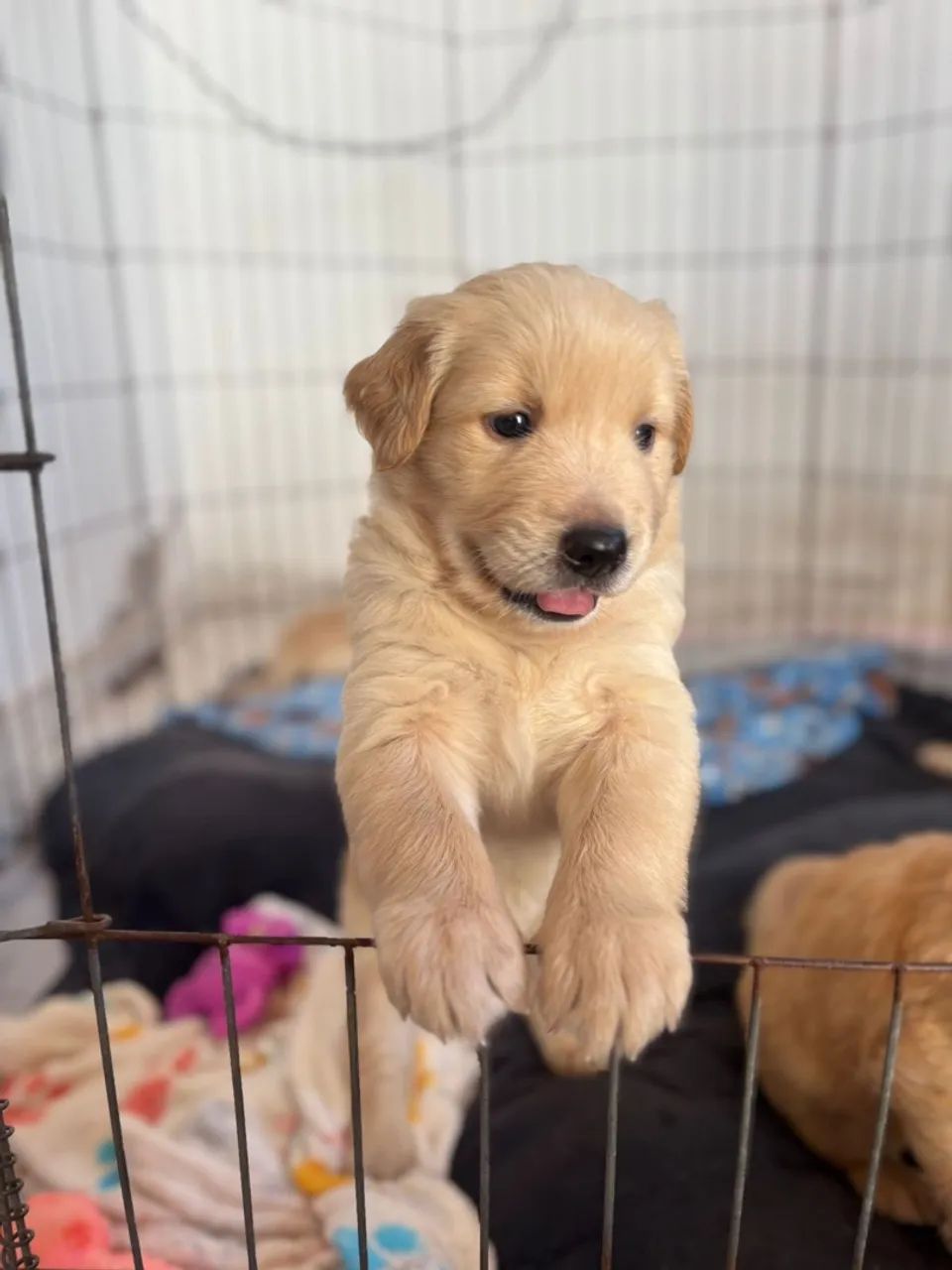 Filhote Golden Retriever - Fofo e Brincalhão - Foto 4