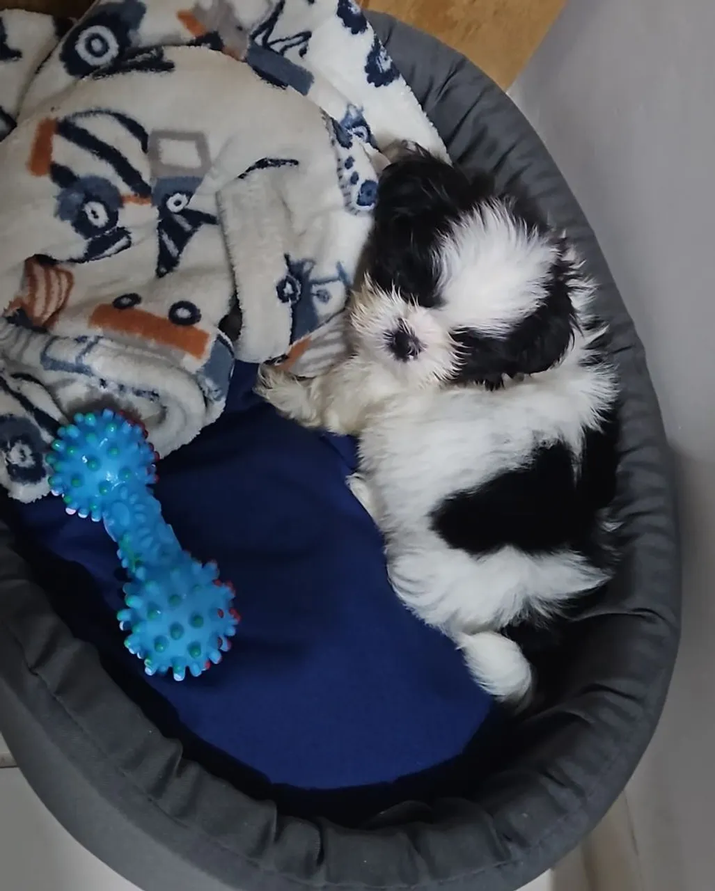 Filhote Shih Tzu macho top