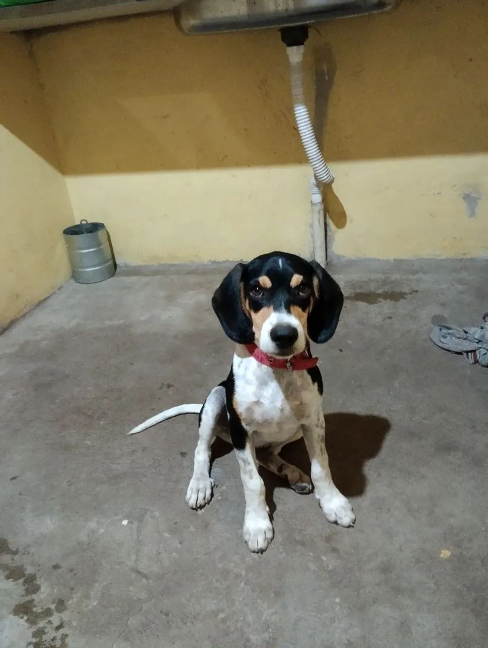 Filhote de Beagle lindo e carinhoso