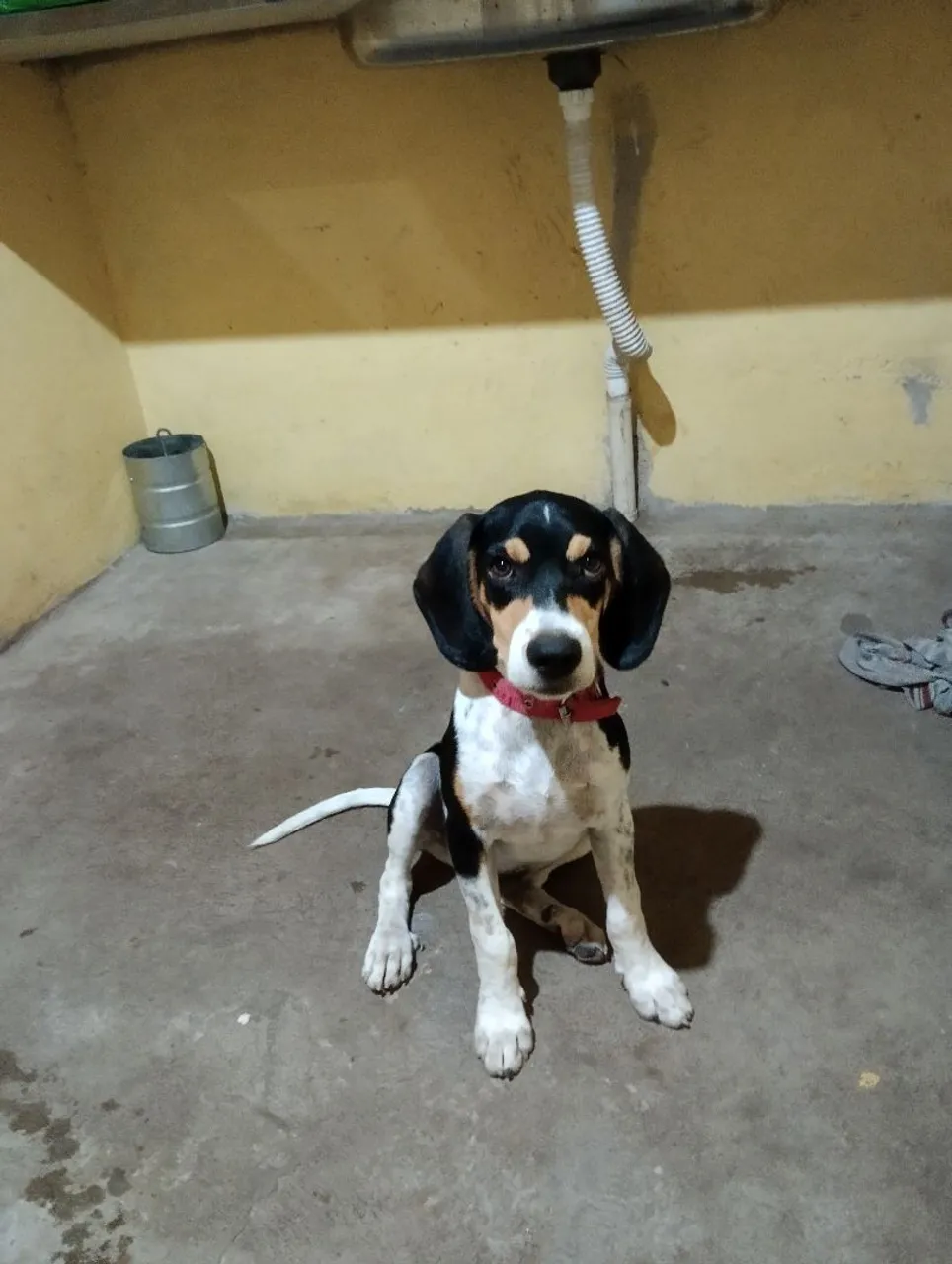 Filhote de Beagle lindo e carinhoso