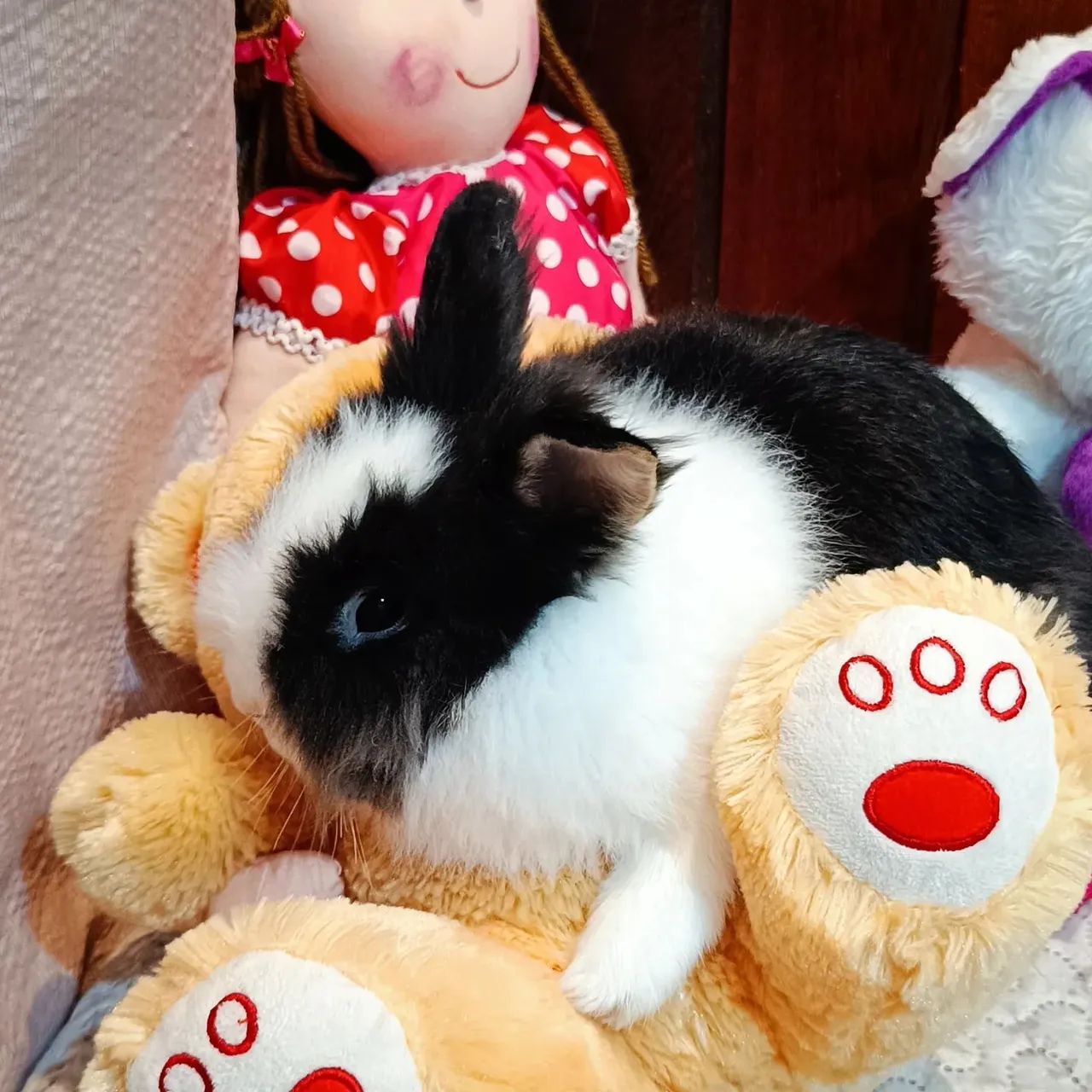 Coelho fêmea Lionhead - Foto 4