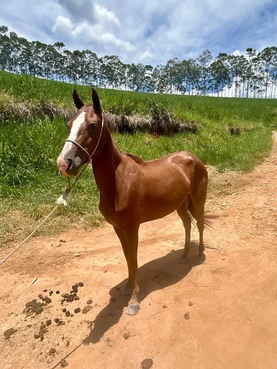 Égua domada  - Foto 2