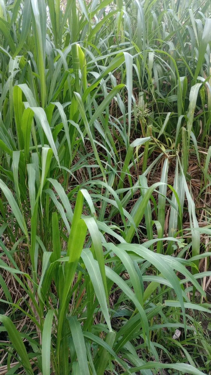 Fazenda 300 Ha Toda Fértil Acesso Asfalto  - Foto 3