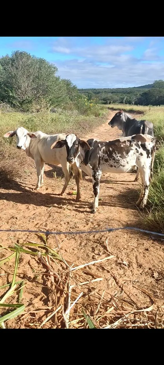 4 animais para vender