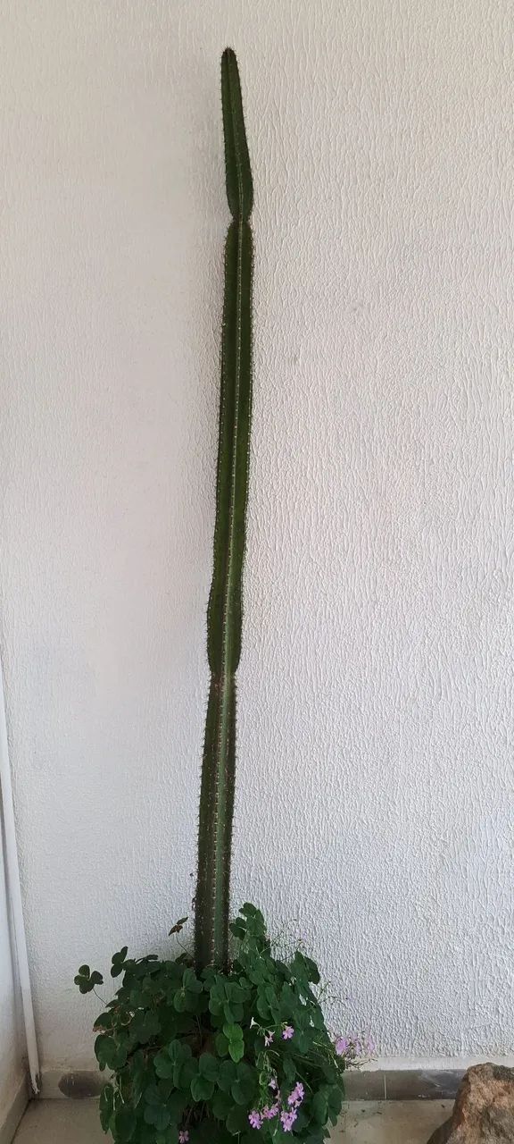 Cacto cereus azureus 2,5 metros - Foto 4