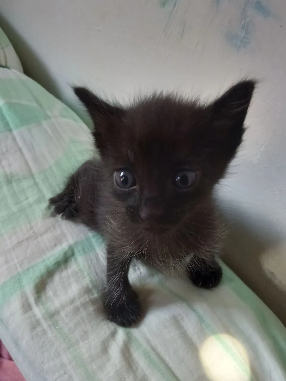 Gatinho preto disponível para adoção