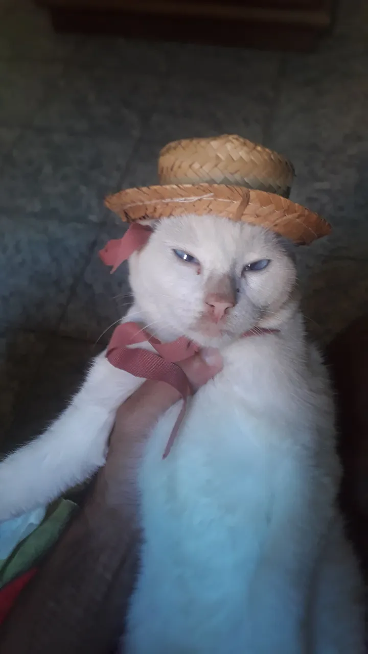 Gatinho fofo com chapéu
