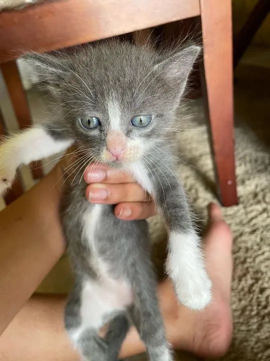 Gatinhos fofinhos para adoção - Foto 3