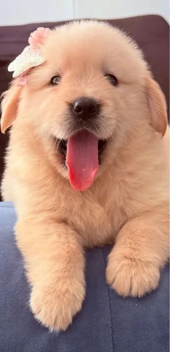 Filhote Golden Retriever Alto padrão PEDIGREE 