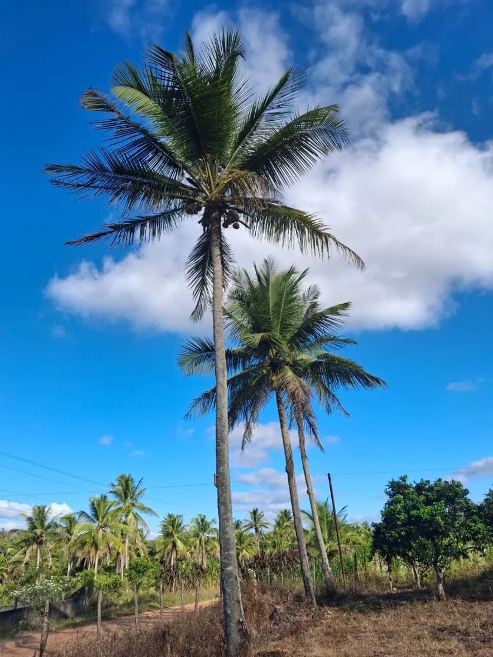Sítio em Salgado - Sergipe - Foto 2