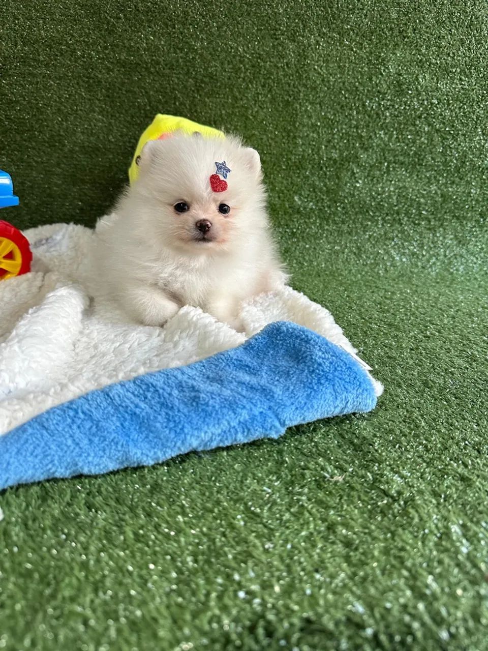 Fofura de Pomeranian! Adquira já! - Foto 6
