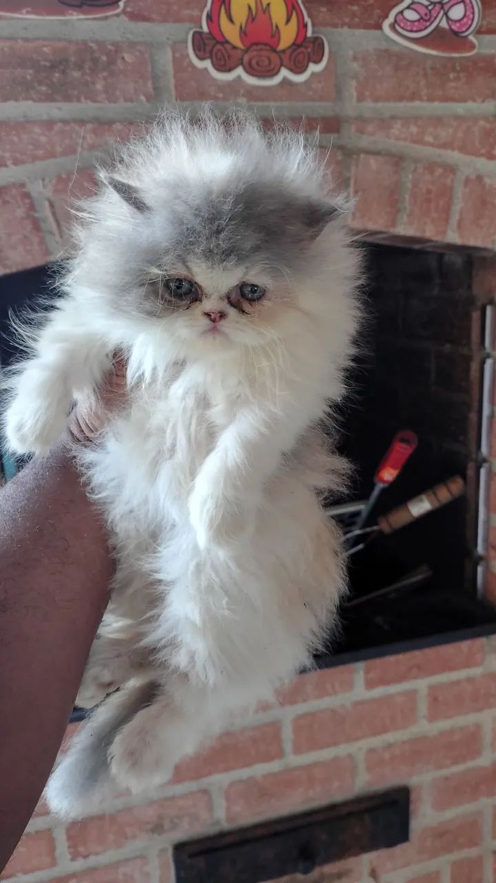 Gatinha Persa TRICOLOR fofissima  - Foto 2