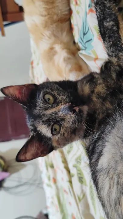 Gatinha Fofinha para Adoção - Foto 2