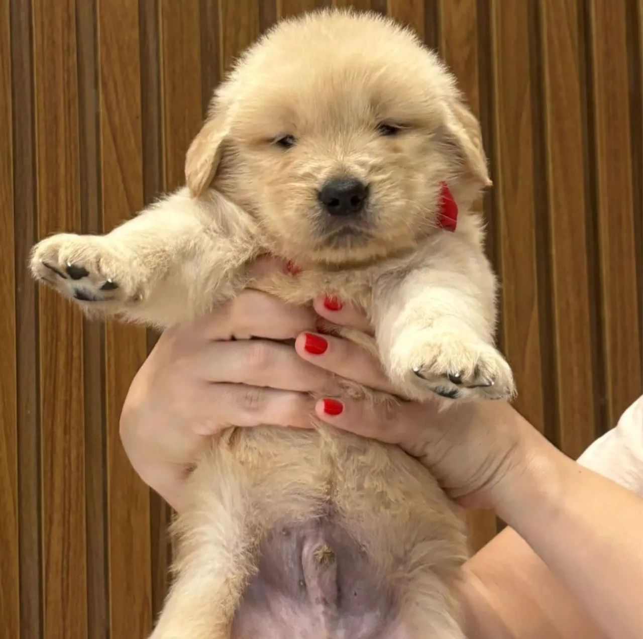 Filhotes de Golden Retriever PARA RESERVA 