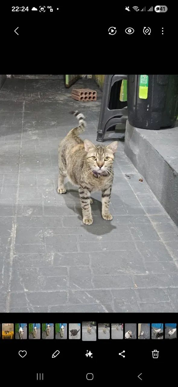 DOAÇÃO DE GATOS ADULTOS CASTRADOS - Foto 4