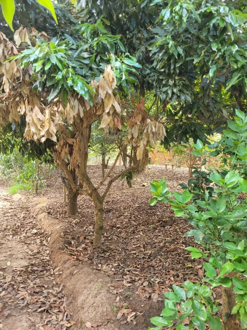 Chacara / Terreno 1000 m² - Foto 3