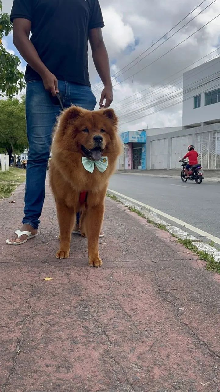Filhotes de Chow Chow - Foto 2