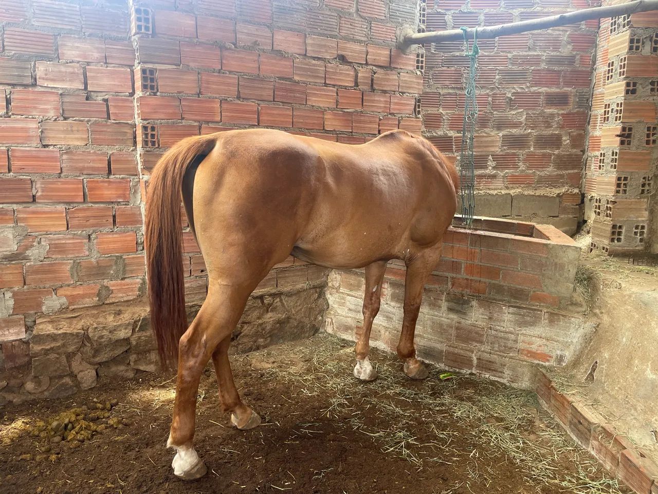 Cavalo de vaquejada  - Foto 3