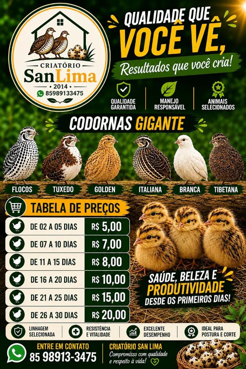 Codornas Gigantes  - Foto 2