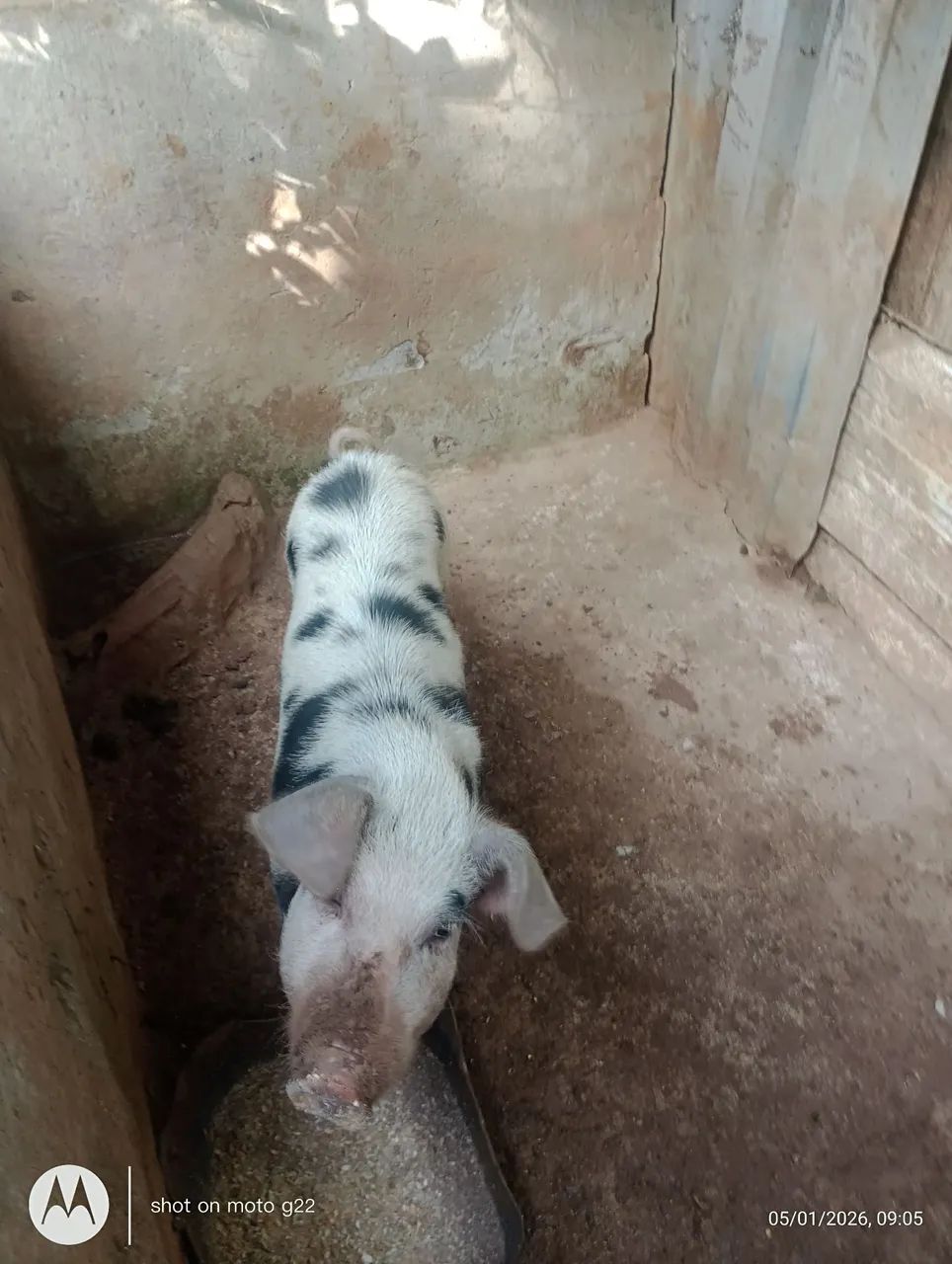Galinha caipira  - Foto 3