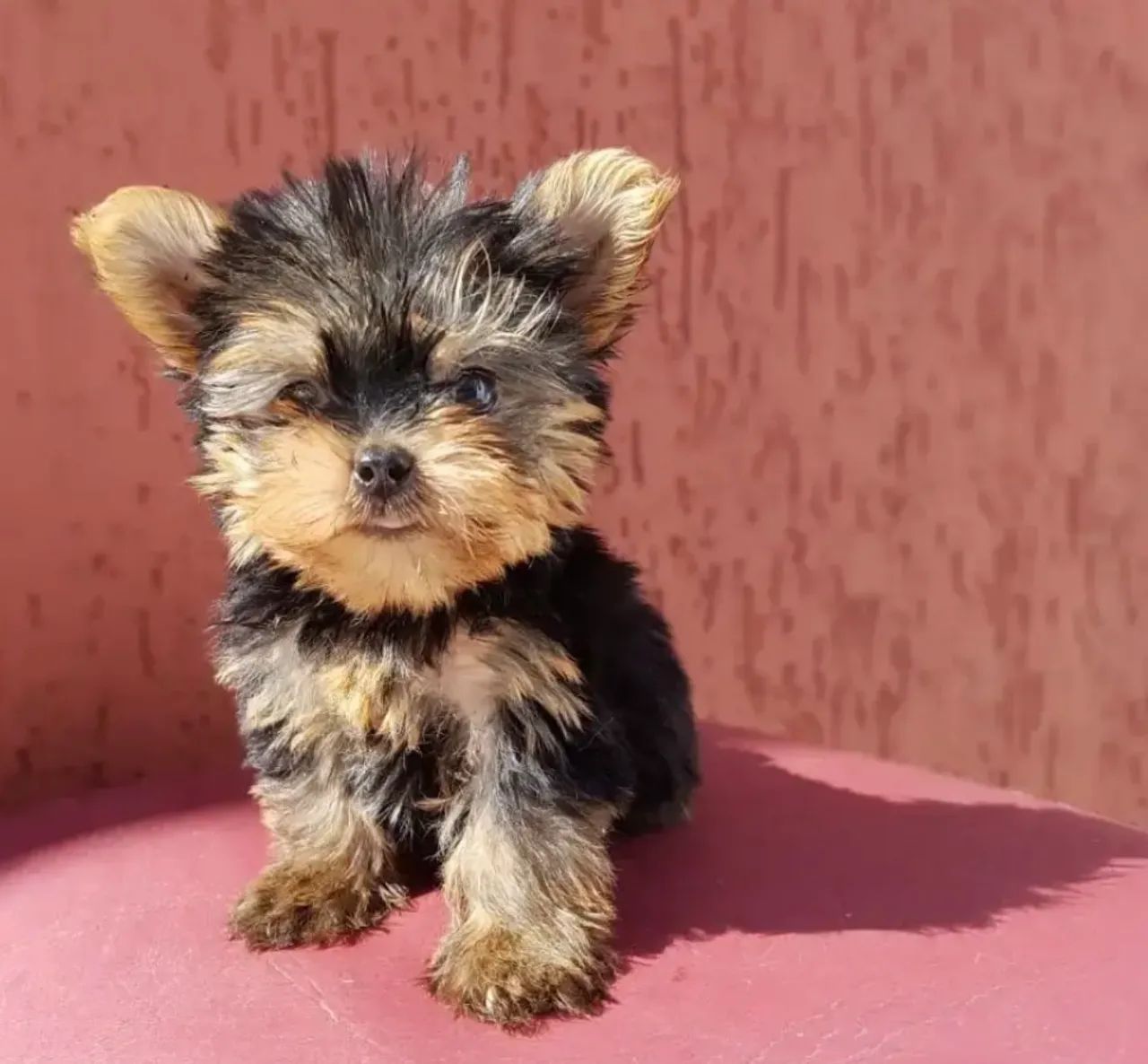 DOA SE *