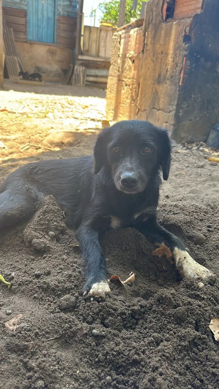 Border collie fêmea 