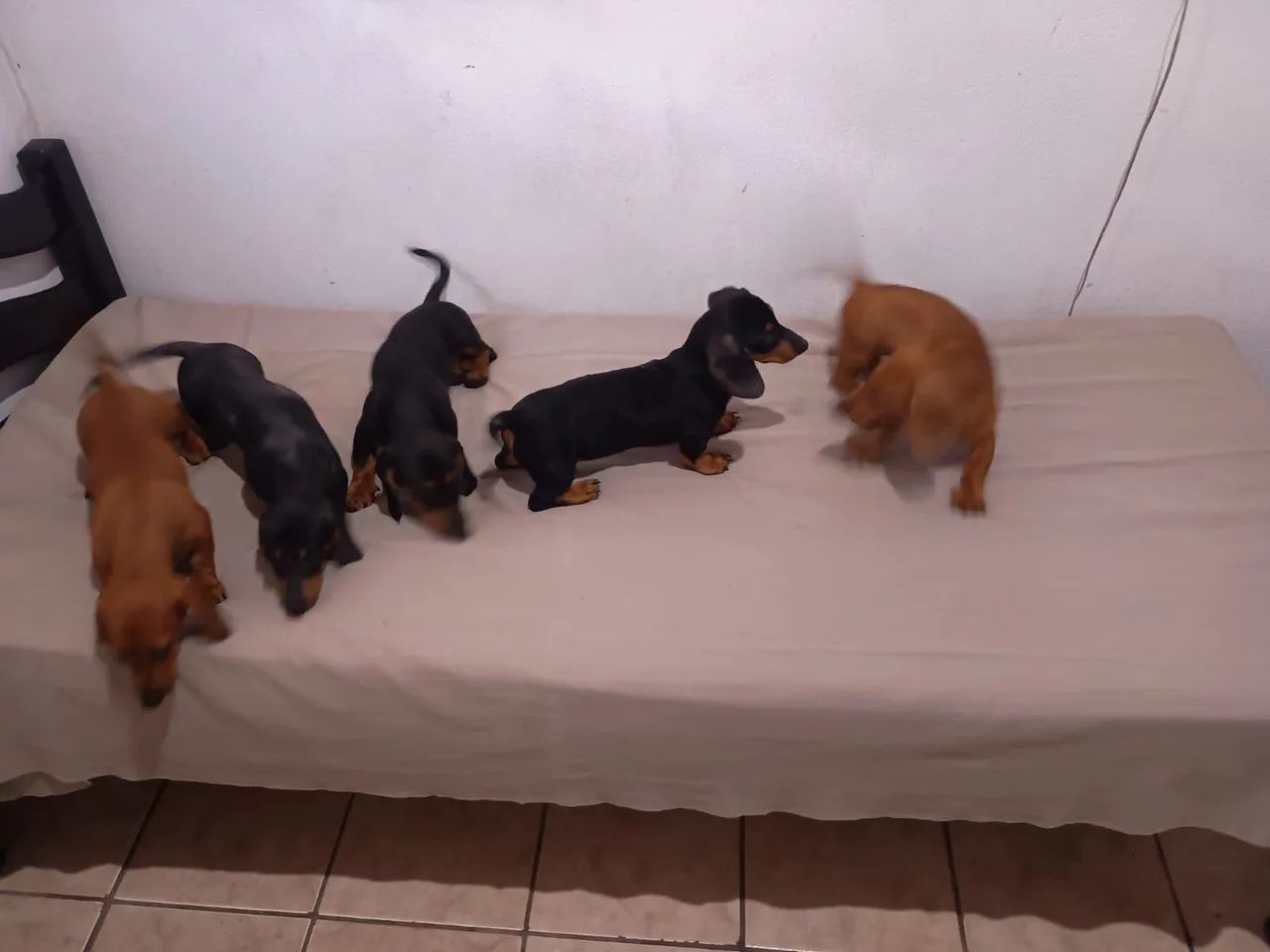 Filhotes salcicha 