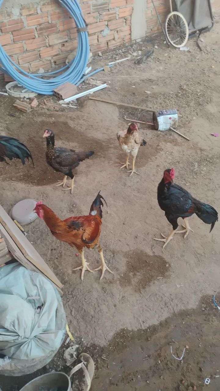 Galinhas caipira