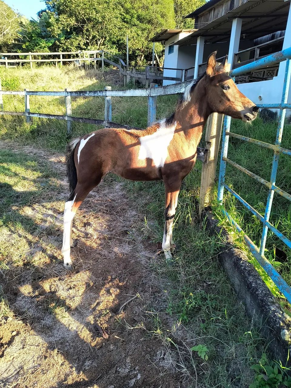 Potro pampa genética de Mangalarga Marchador! - Foto 4