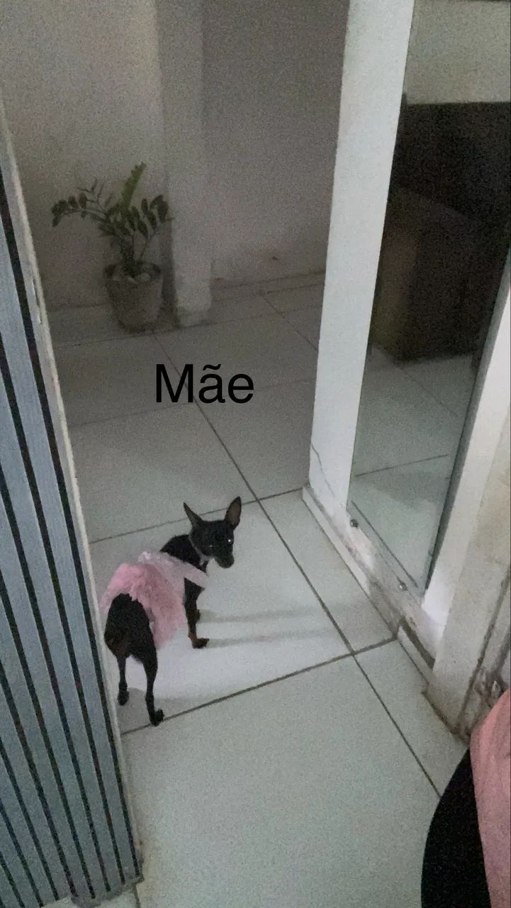 cachorro miniatura pinscher  - Foto 3