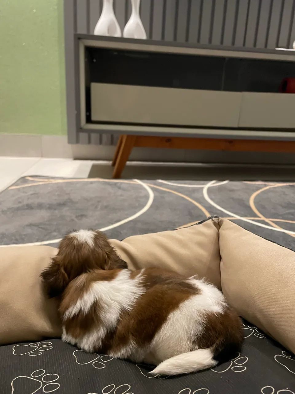 Cachorro - Foto 2