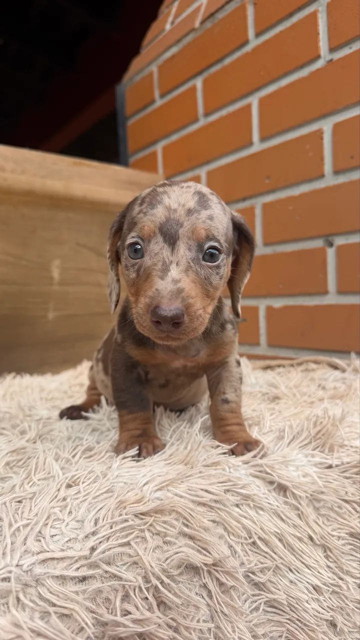 Dachshund macho arlequim  - Foto 3