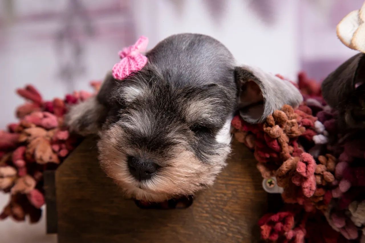 Schnauzer miniatura  - Foto 5
