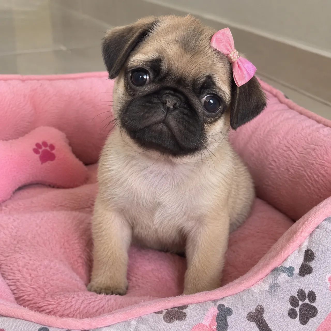 Pug fêmea e macho puros