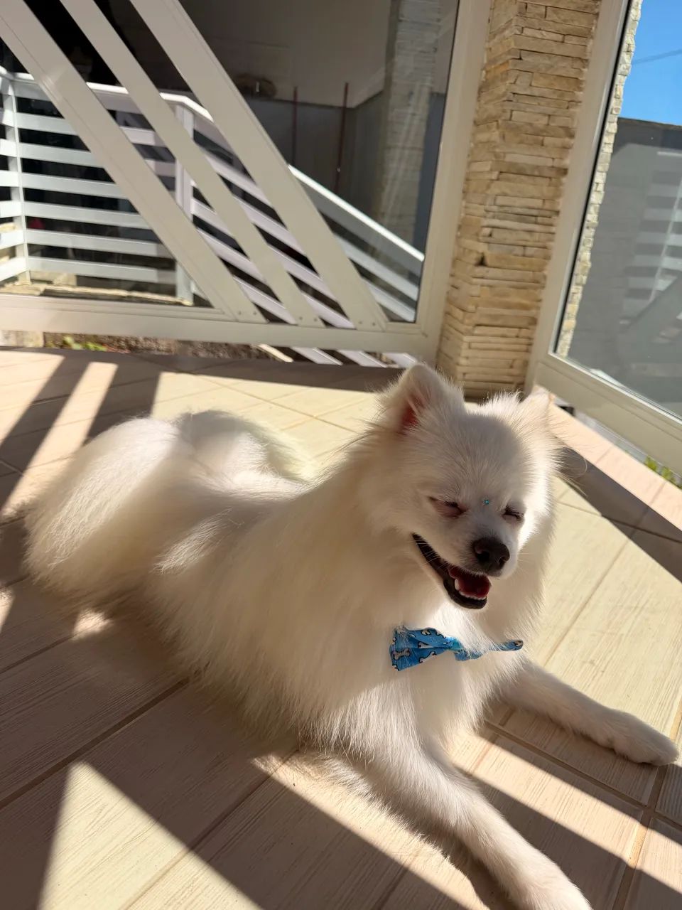 Spitz alemão  - Foto 4