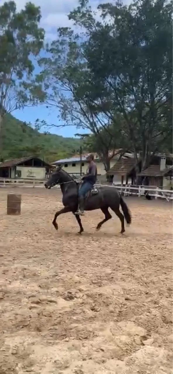 Égua Mangalarga Marchador de Pista - Foto 3