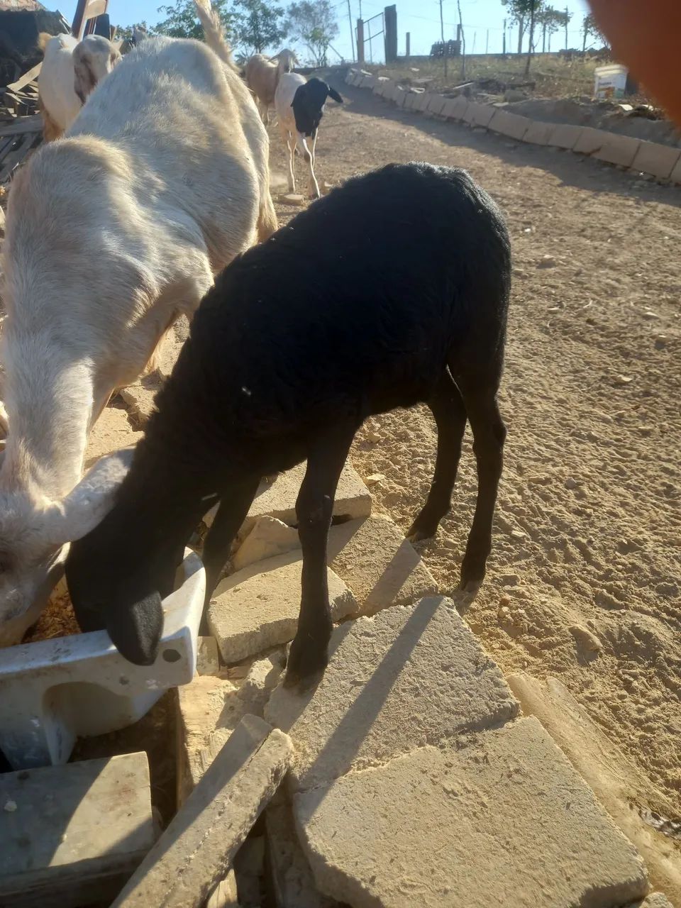 Cabra, Bode, cabrito, cordeiro, ovelha e boregos - Foto 2