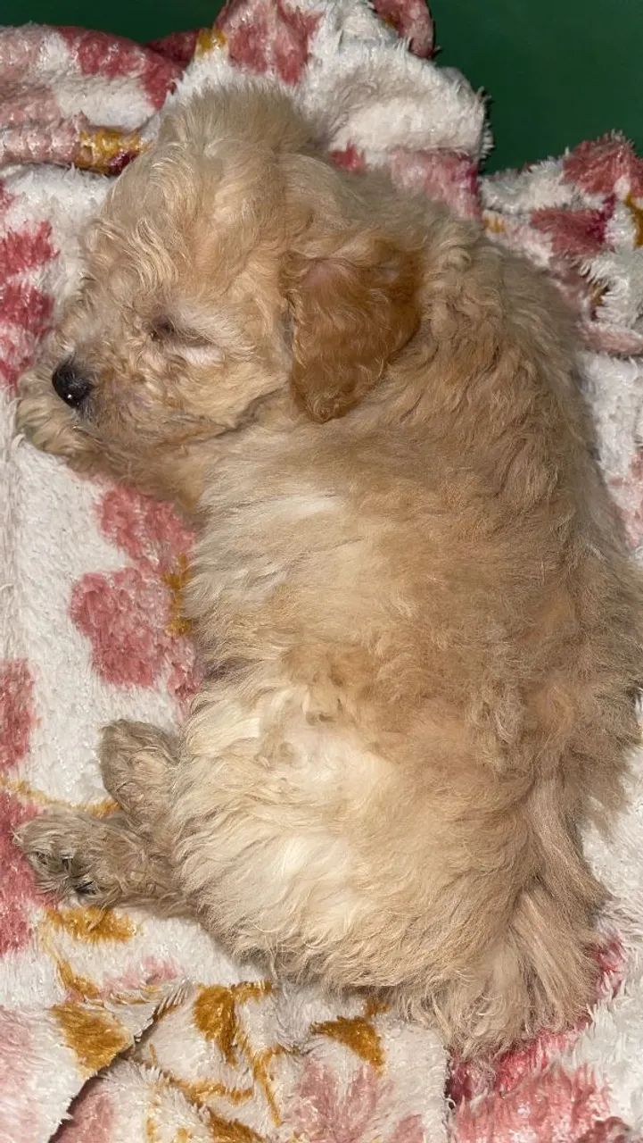 Cachorro poddlee toy 