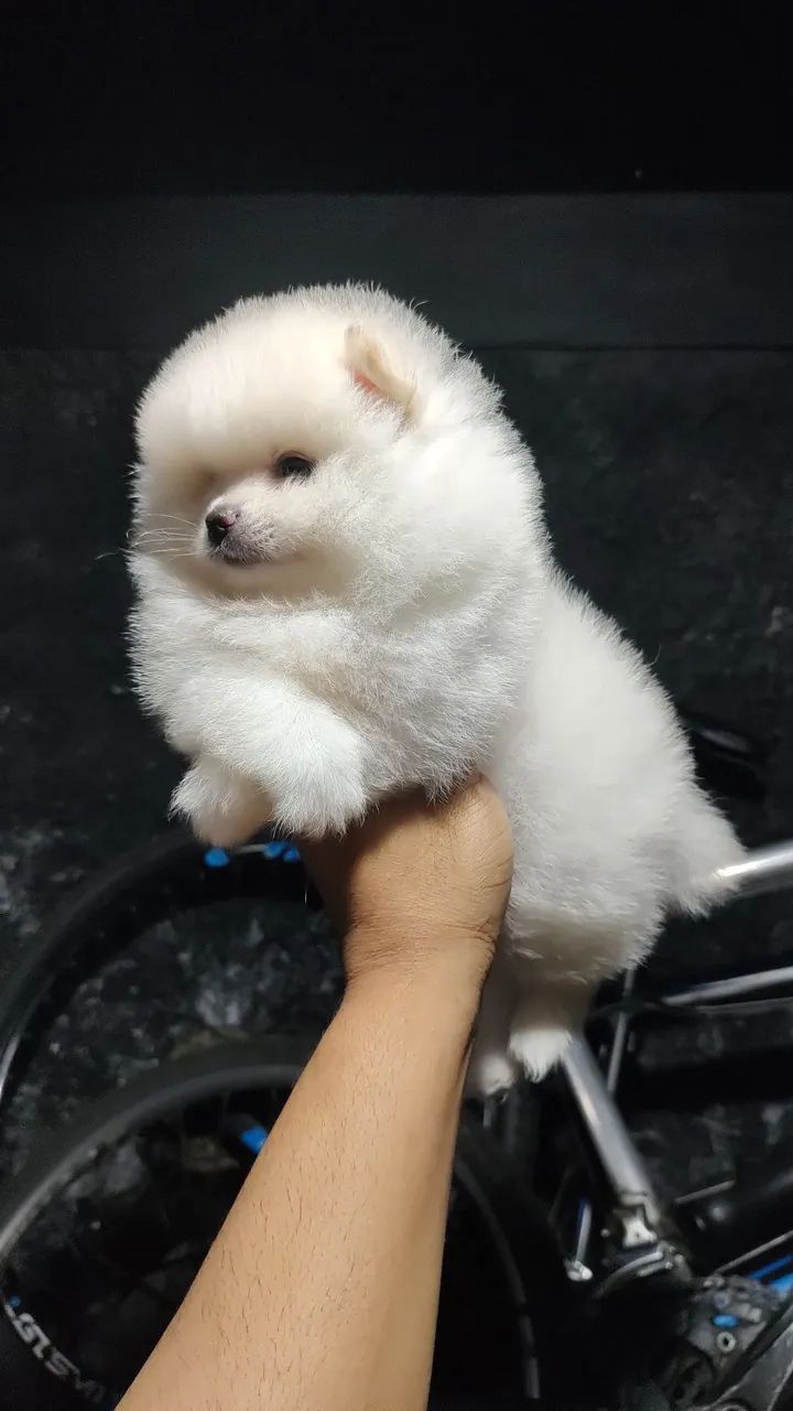 Spitz alemão  - Foto 2