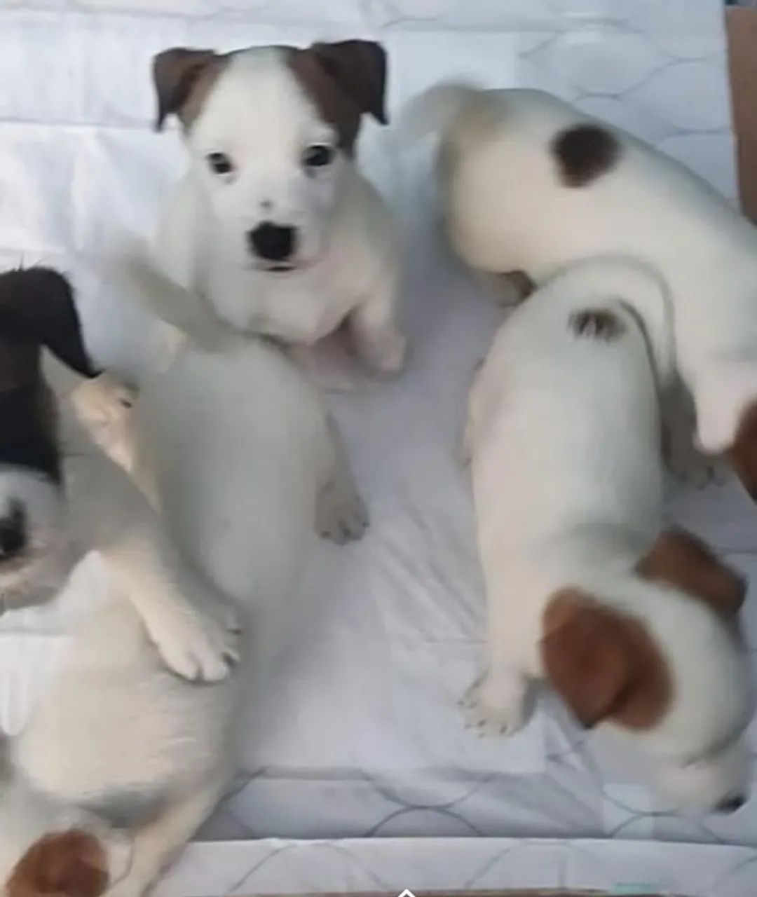 JACK RUSSEL TERRIER  - Foto 5