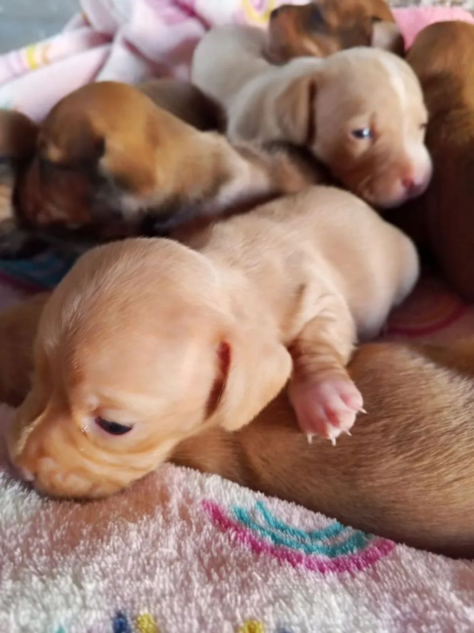 Filhotes de dachshund "salsicha" - Foto 4