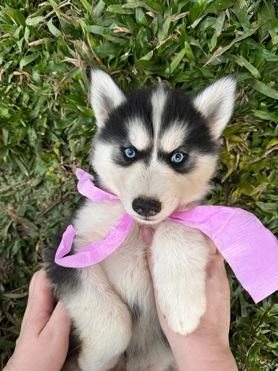 Bebês Husky  - Foto 4
