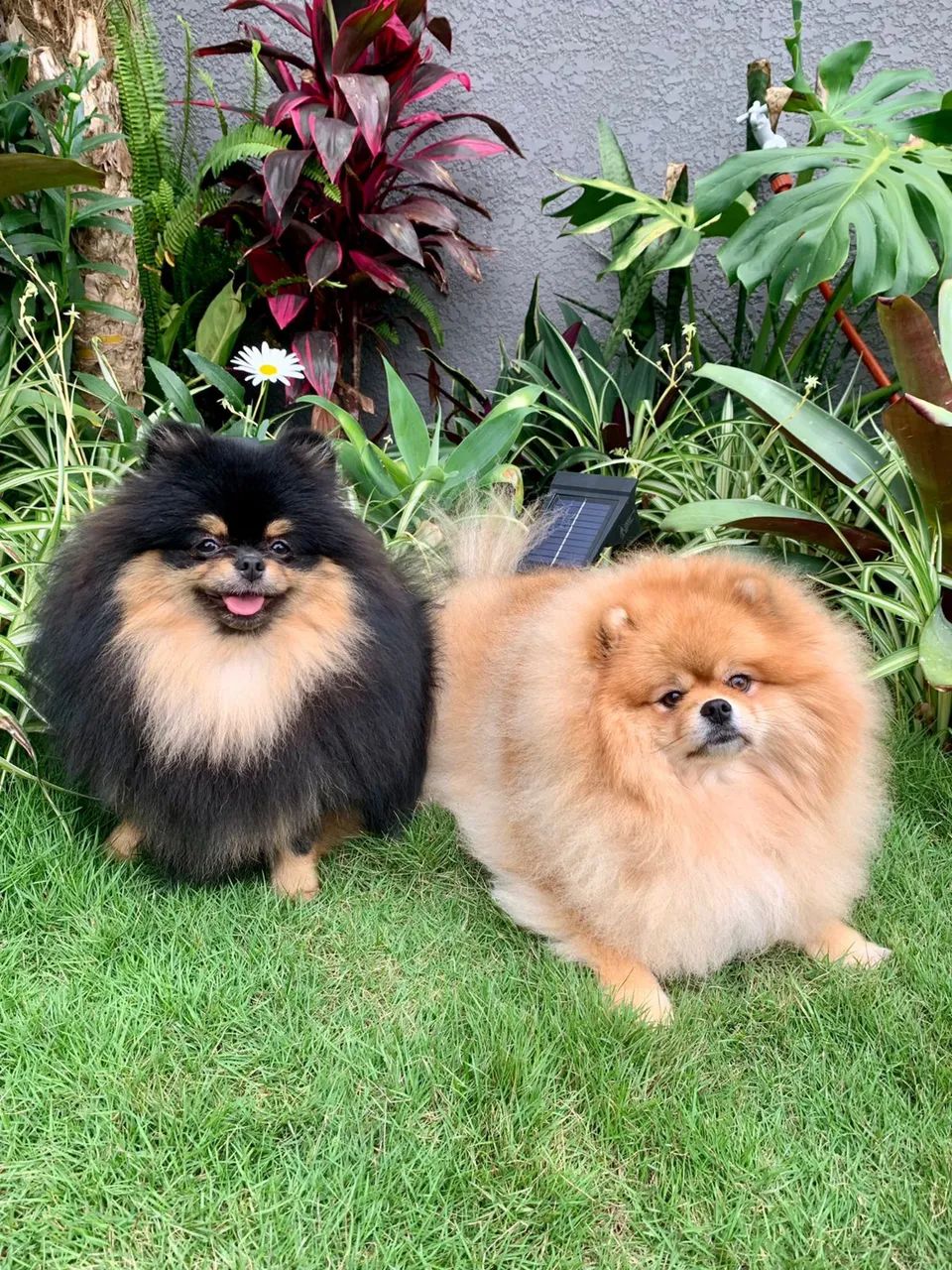 Lulu da Pomerania anões ursinhos  - Foto 5