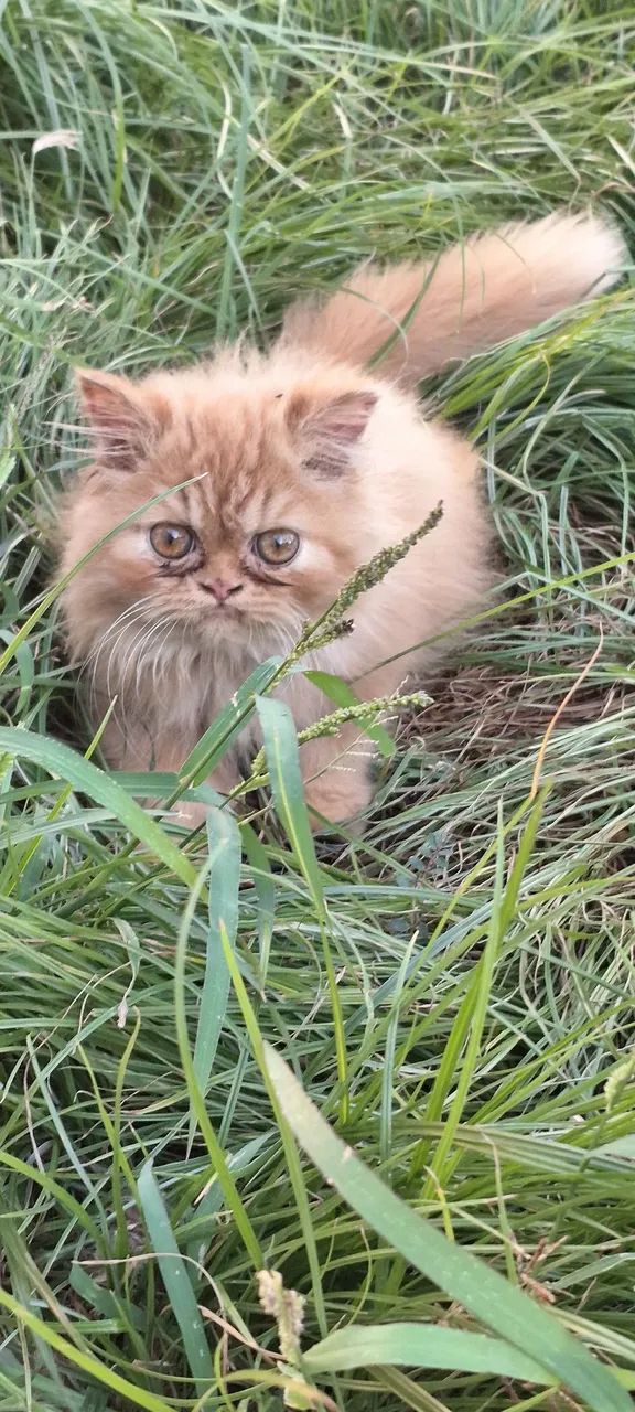 Filhote Persa show  - Foto 3