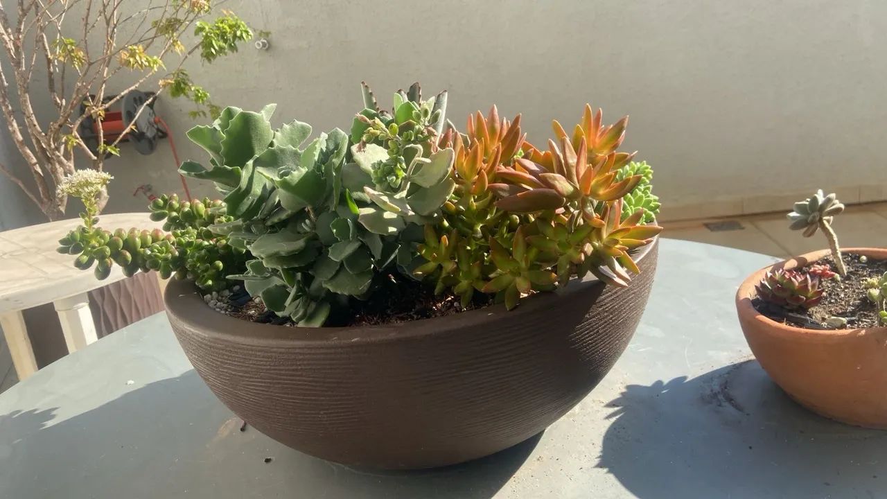 Vaso de suculenta
