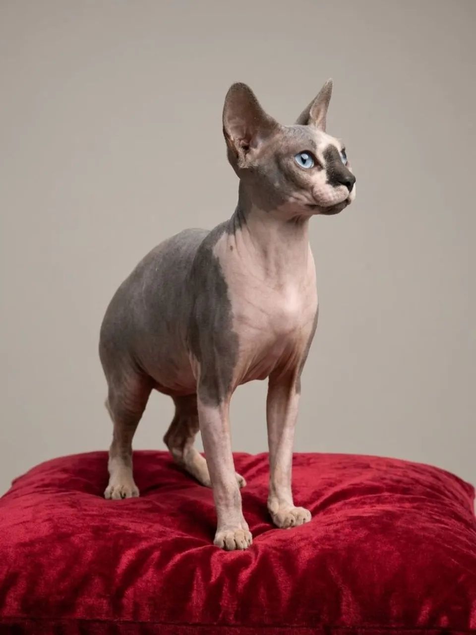 Sphynx  macho  - Foto 2
