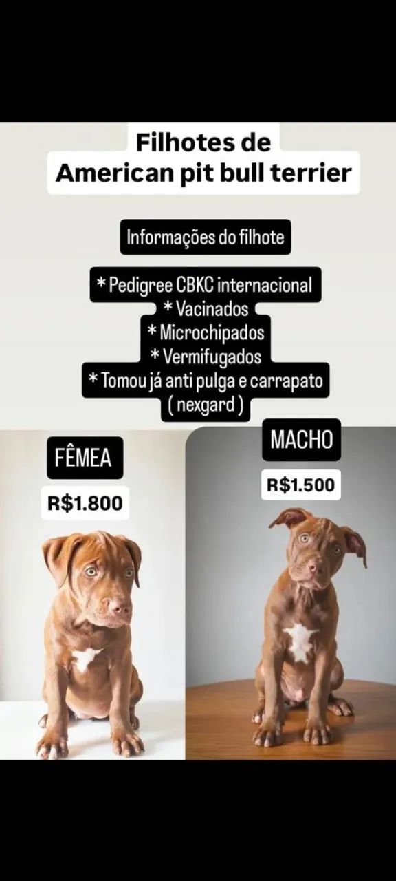 American Pit Bull terrier - Foto 5
