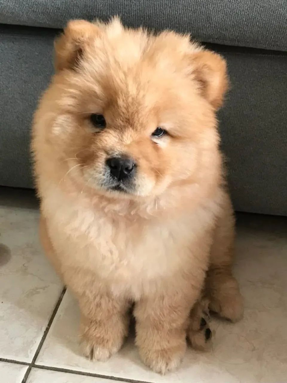 Chow chow maquinificos 
